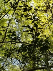 Crataegus marshallii