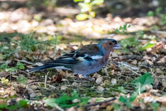 Fringilla coelebs