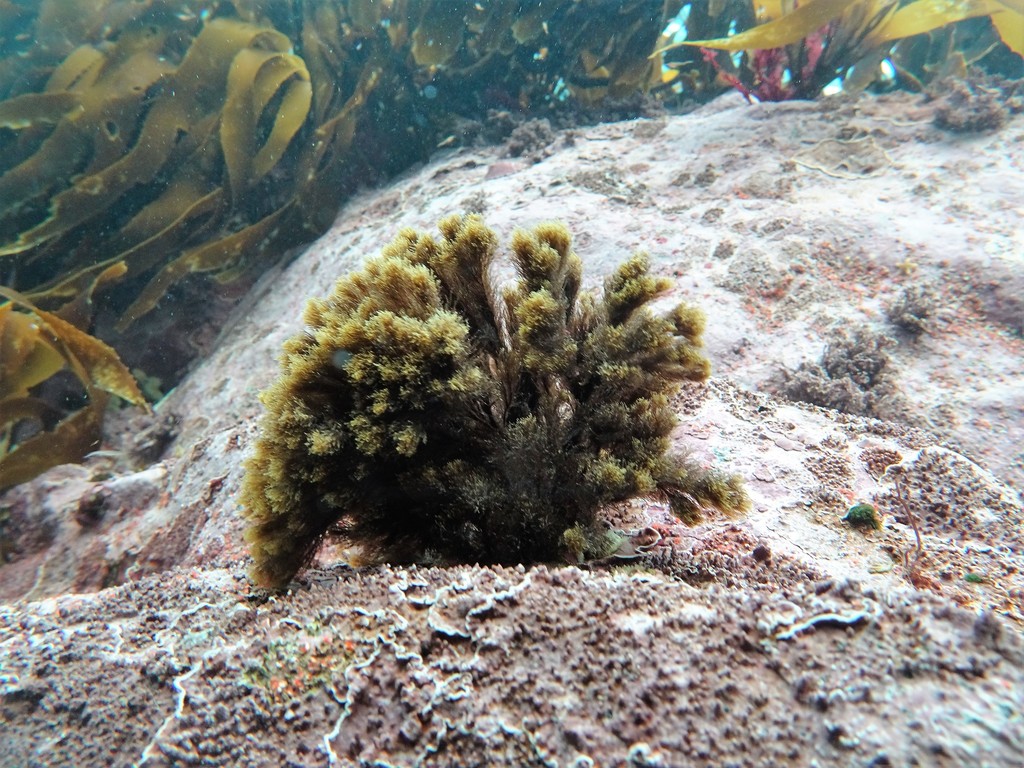 Halopteris obovata
