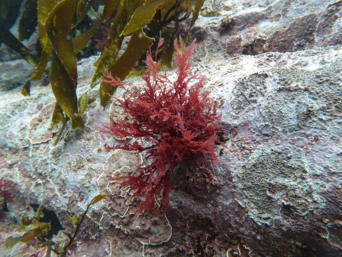 Ptilonia
