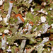 Cladonia subcariosa - Photo (c) James Shelton,  זכויות יוצרים חלקיות (CC BY-NC-SA), uploaded by James Shelton
