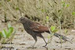 Greater Coucal photo 5