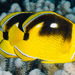 Fourspot Butterflyfish - Photo (c) zsispeo, some rights reserved (CC BY-NC-SA)