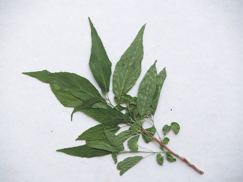 Acalypha pubiflora image