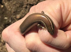 Plestiodon tetragrammus brevilineatus