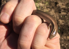 Plestiodon tetragrammus brevilineatus