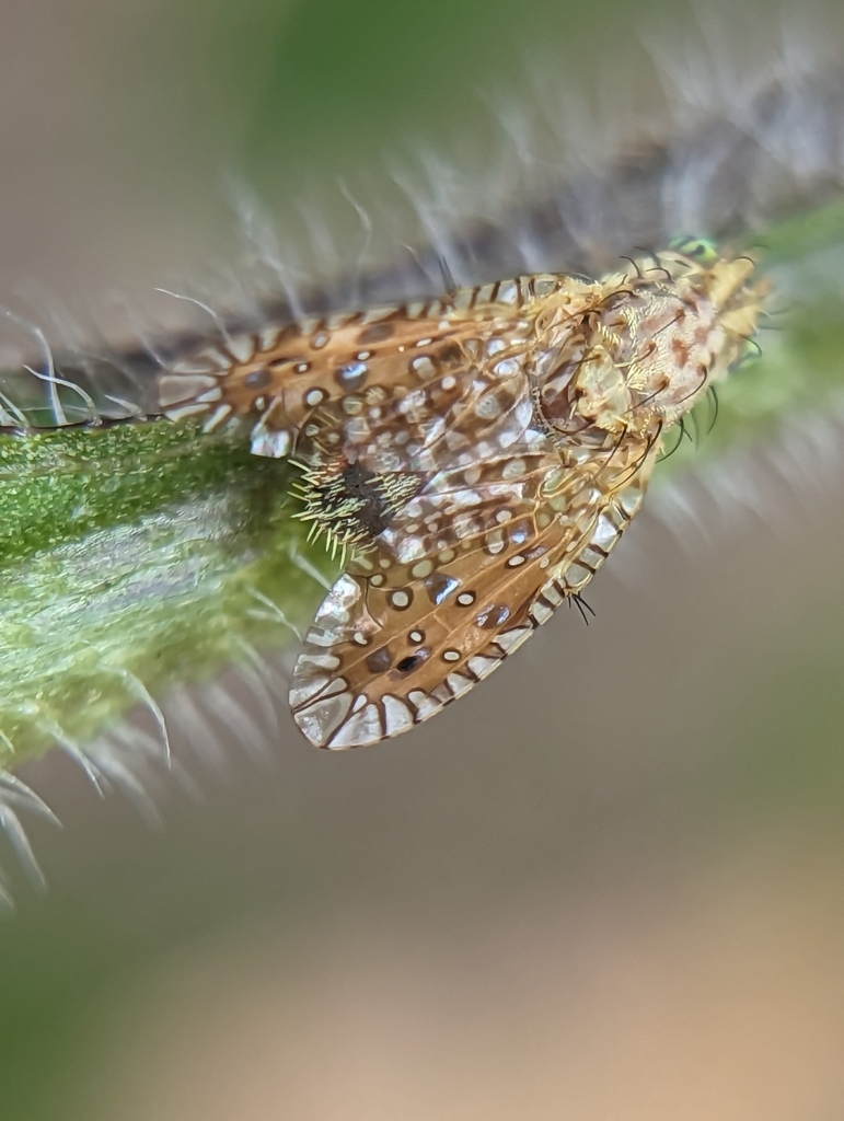 Paracantha from NHMLA Nature Gardens on April 18, 2023 at 12:43 PM by ...