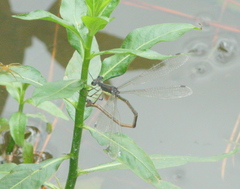 Lestes inaequalis