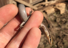 Plestiodon tetragrammus brevilineatus