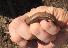 Plestiodon tetragrammus brevilineatus