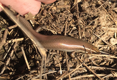 Plestiodon tetragrammus brevilineatus