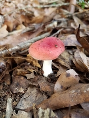 Russula flavisiccans
