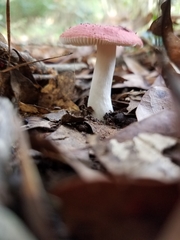 Russula flavisiccans