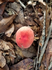 Russula flavisiccans
