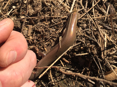 Plestiodon tetragrammus brevilineatus