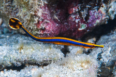 Narrowstripe Pipefish photo 2