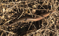 Plestiodon tetragrammus brevilineatus