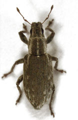 Sitona discoideus