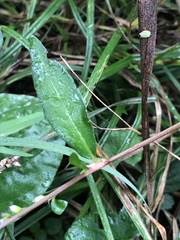 Persicaria mitis