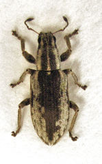 Sitona discoideus