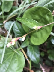Persicaria mitis