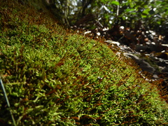 Claopodium rostratum