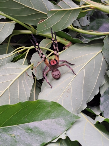 Phoneutria pertyi