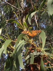 Heteronympha penelope
