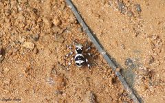 Corythalia vervloeti