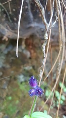 Tinantia violacea
