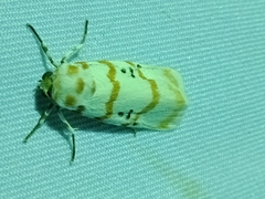 Cyana subalba