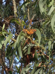 Heteronympha penelope