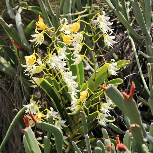 Sobennikoffia humbertiana