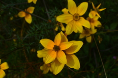 Bidens serrulata