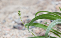 Plantago ovata