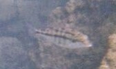 Protomelas taeniolatus