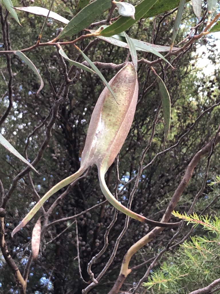 Two-tailed Gumtree Gall