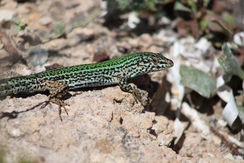Ibiza Wall Lizard