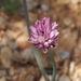 Allium gomphrenoides - Photo (c) Katerina Kalogerini, algunos derechos reservados (CC BY-NC), subido por Katerina Kalogerini