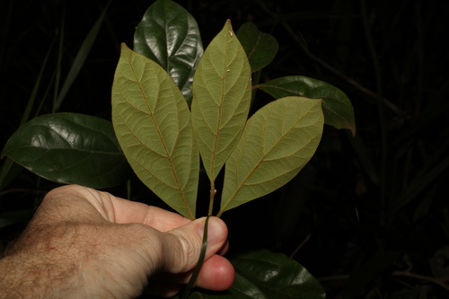 Image of Endiandra pubens by (c) Greg Tasney, some rights reserved (CC BY-SA)