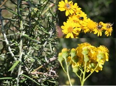 Senecio juniperinus