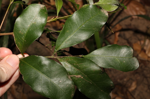 Image of Toechima tenax by (c) Greg Tasney, some rights reserved (CC BY-SA)