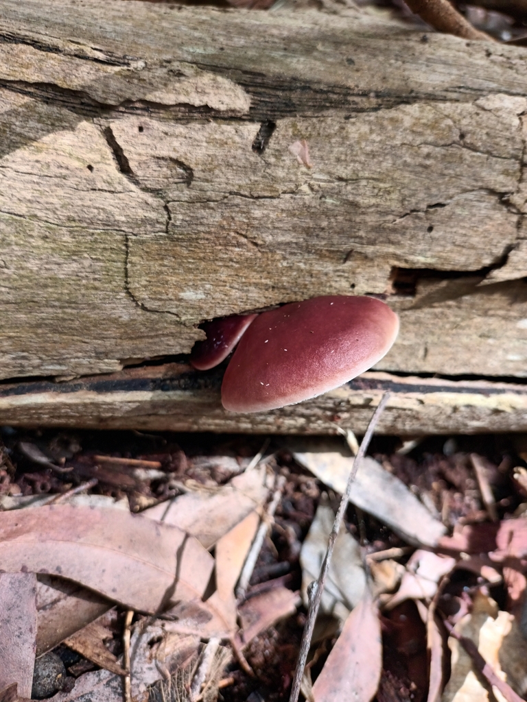 Fistulinella from Cooranbong NSW 2265, Australia on April 17, 2023 at 0145 PM by 🦋🍄Micaela🍄🦋