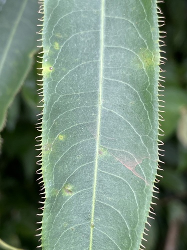 Sapium ciliatum