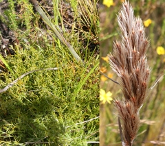 Thamnochortus cinereus