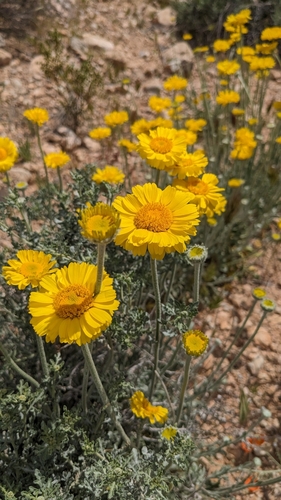Desert Marigold