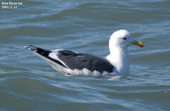 Larus fuscus heuglini