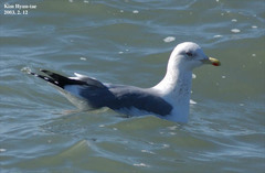 Larus fuscus heuglini