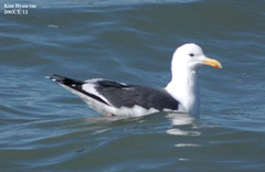 Larus fuscus heuglini