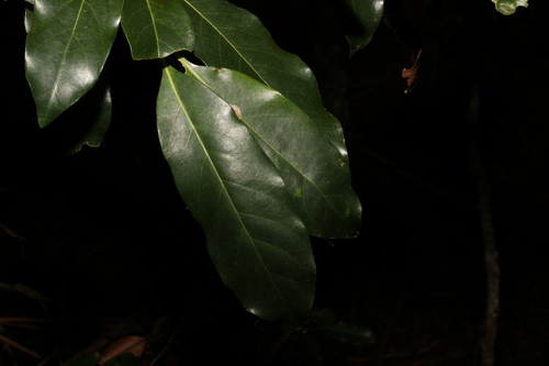 Image of Cryptocarya macdonaldii by (c) Greg Tasney, some rights reserved (CC BY-SA)